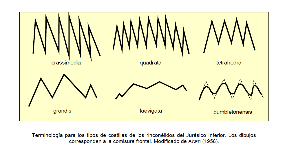 Costillas riconelidos