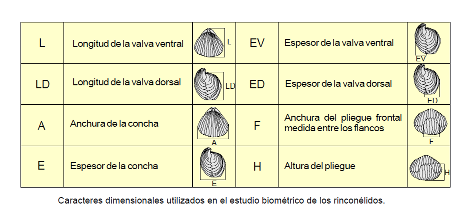 Dimensiones riconelidos